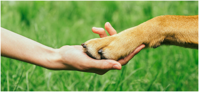 Pet memorials